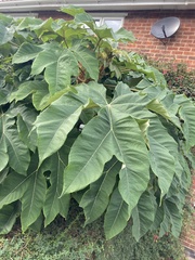 Tetrapanax