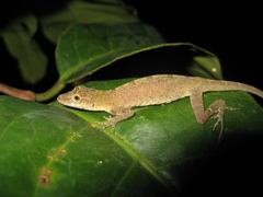 Anolis fuscoauratus