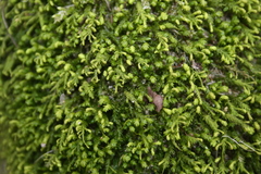Pseudanomodon attenuatus