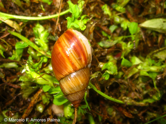 Bocourtia aequatoria