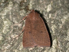 Epiglaea decliva