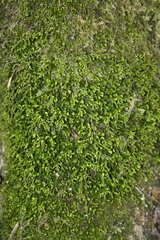 Pseudanomodon attenuatus