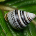 Achatinella mustelina - Photo (c) Tony Iwane, some rights reserved (CC BY-NC), uploaded by Tony Iwane