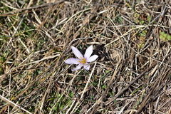 Colchicum hungaricum