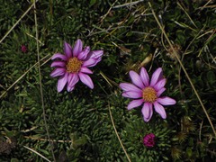 Werneria rosea