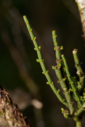 Korthalsella cylindrica