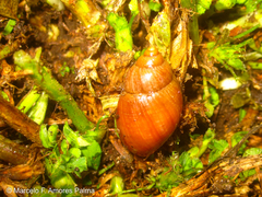 Bocourtia aequatoria