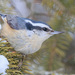 Red-breasted Nuthatch - Photo (c) brian stahls, some rights reserved (CC BY-NC), uploaded by brian stahls