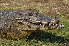 Caiman