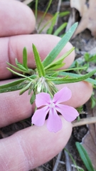 Phlox cuspidata