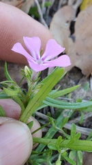 Phlox cuspidata