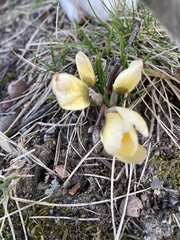 Crocus chrysanthus