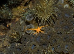 Ophiothela mirabilis