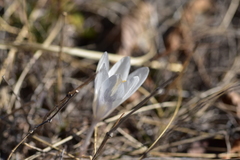 Crocus weldenii