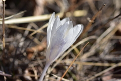 Crocus weldenii