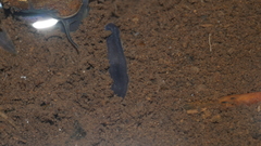 Phagocata velata