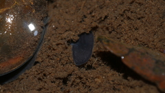 Phagocata velata