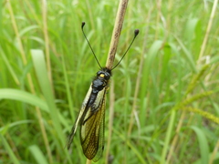 Libelloides sibiricus