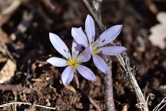 Colchicum hungaricum
