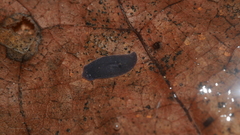 Phagocata velata