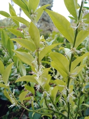 Sarcococca
