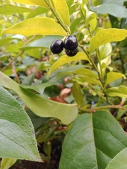 Sarcococca