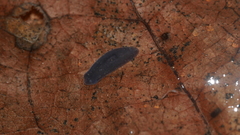 Phagocata velata