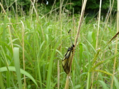 Libelloides sibiricus