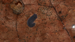 Phagocata velata