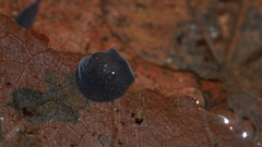 Phagocata velata