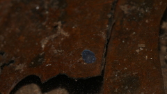 Phagocata velata