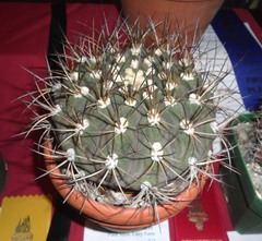 Gymnocalycium
