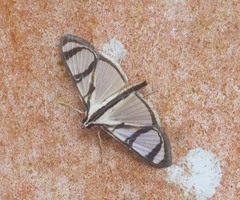 Glyphodes principalis