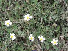 Helianthemum asperum