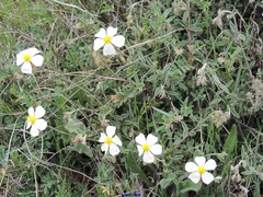 Helianthemum asperum