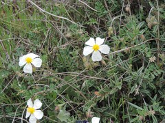 Helianthemum asperum