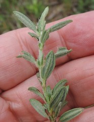 Helianthemum asperum