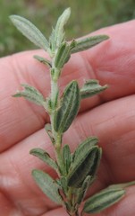 Helianthemum asperum