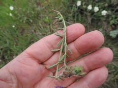 Helianthemum asperum