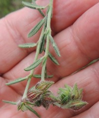 Helianthemum asperum