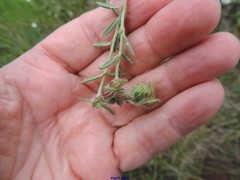 Helianthemum asperum