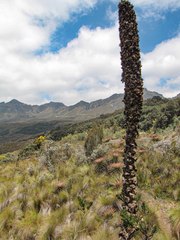 Puya clava-herculis