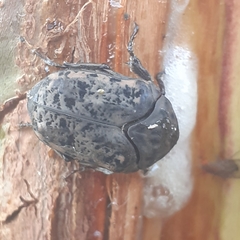 Gymnetis litigiosa