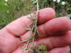 Helianthemum asperum