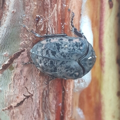 Gymnetis litigiosa