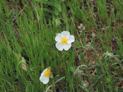 Helianthemum asperum