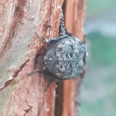 Gymnetis litigiosa