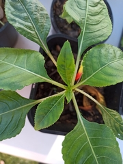 Impatiens niamniamensis