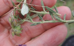 Helianthemum asperum