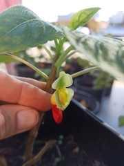Impatiens niamniamensis